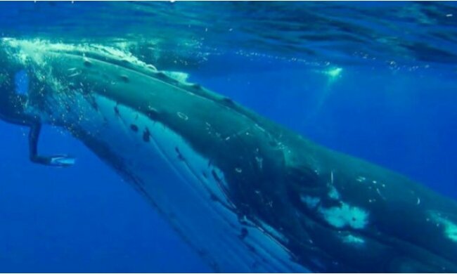 “Ich bin froh, dass es mir passiert ist”: der Wal schwamm zur Frau, um ihr Leben zu retten