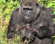 Gorillamutter mit dem Baby. Quelle: Youtube Screenshot