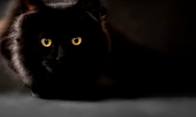 Schwarze Katze. Quelle: Screenshot YouTube