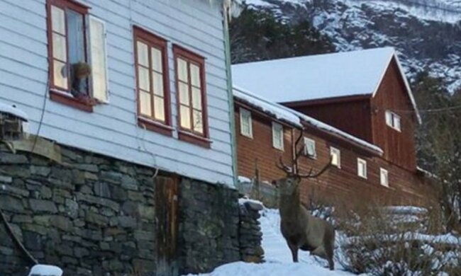 Warum ein Hirsch jeden Morgen seit drei Jahren an das Fenster einer Frau klopft