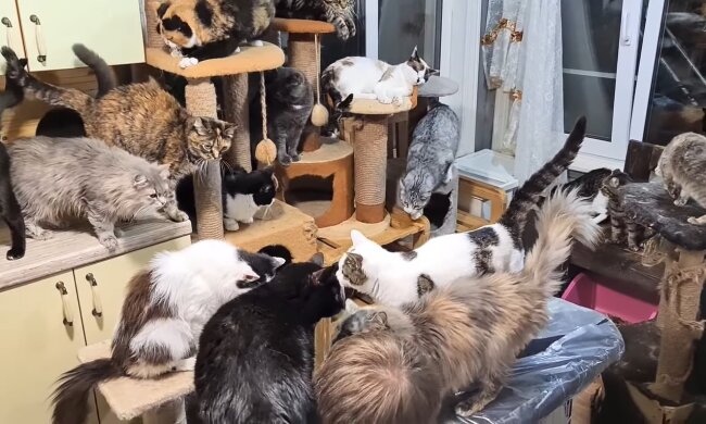 Katzenfamillie. Quelle: Youtube Screenshot