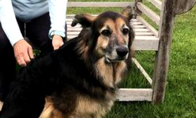 Streunender Hund. Quelle: Screenshot Youtube