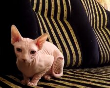 Sphynx-Baby. Quelle: Youtube Screenshot