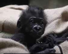 Baby Gorilla. Quelle: Screenshot YouTube