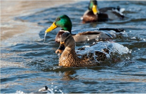 „Besser kein Brot nehmen“: Warum sollte man die Enten in den Parks am besten mit Mais und Erbsen füttern