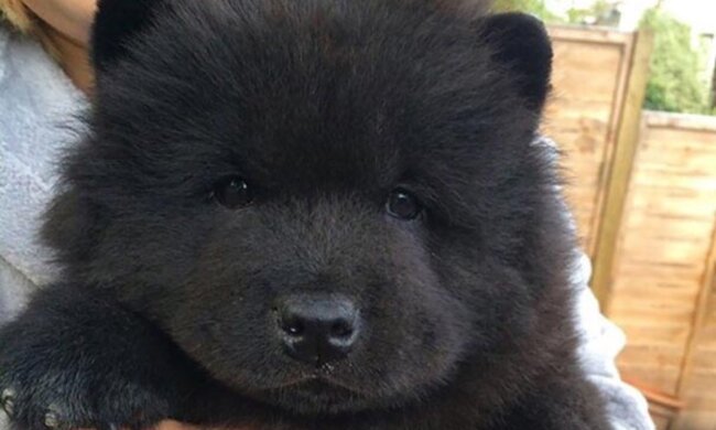 Der alte Mann holte einen schwachen Welpen von der Straße, aber er wusste nicht, wie sich der Welpe verändern wird