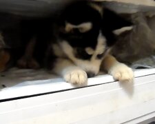 Hund im Kühlschrank. Quelle: Screenshot YouTube