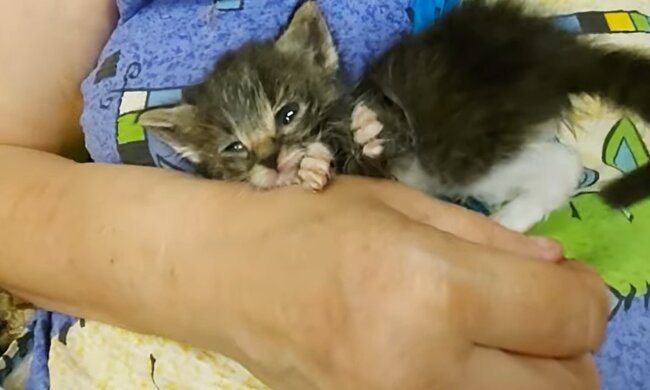 Babykatze. Quelle: Youtube Screenshot