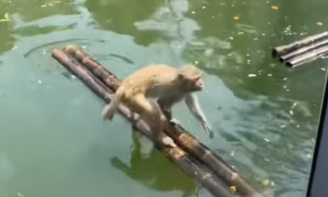 Affe mit einem Floß. Quelle: Screenshot YouTube