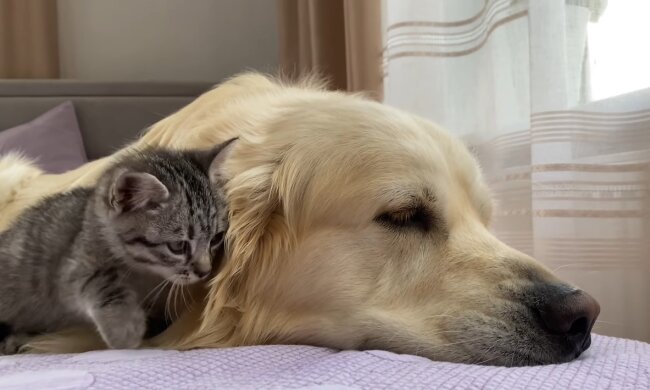 Hund und Katze. Quelle: Youtube Screenshot