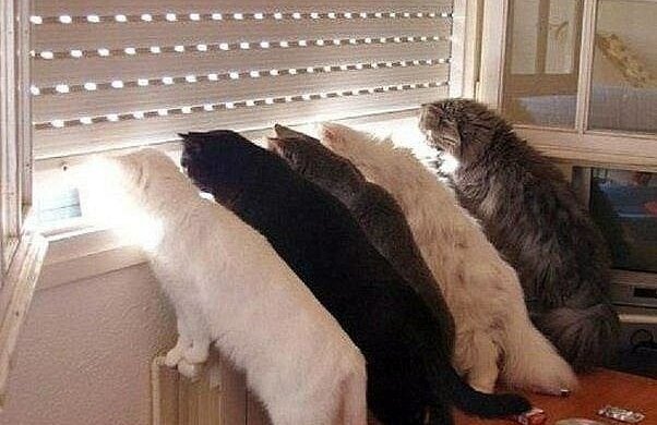 Katzen, die sich auf ihre Besitzer freuen, wenn sie nach dem Arbeitstag nach Hause zurückkehren