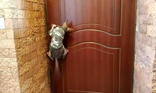 Katze macht Tür auf. Quelle: Youtube Screenshot