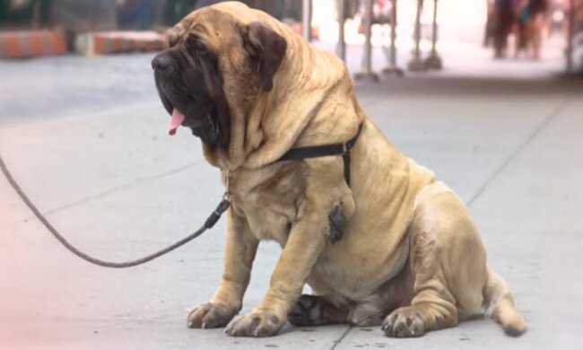 Der größte Mastiff in Australien, der noch wächst: wie seine Besitzer leben