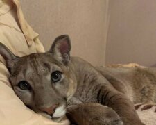 Der kleine Puma wurde aus dem Zoo gerettet, jetzt ist es ein süßer Haustierkater