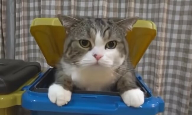 Glück, ein Zuhause zu finden. Quelle: Screenshot YouTube