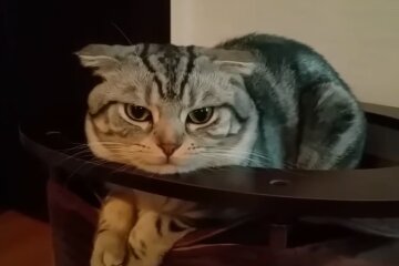 Wissenschaftler verraten, wie sich die Zucht reinrassiger Katzen auf deren Gesundheit auswirkt