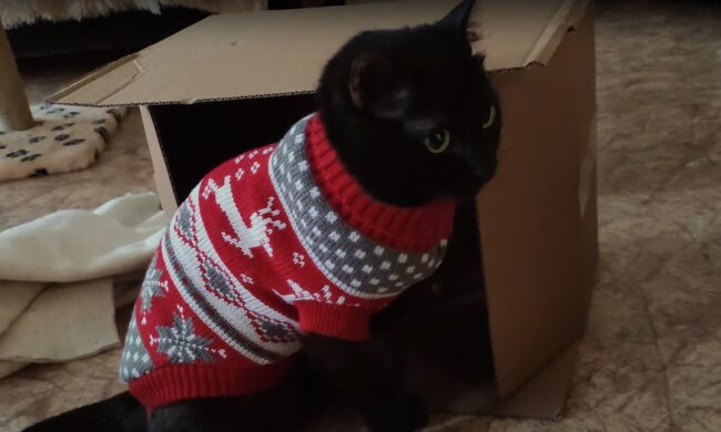 Süßer Kater im Pulli. Quelle: Screenshot YouTube