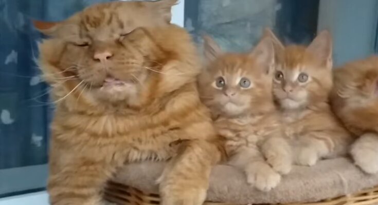 Maine-Coon-Katze und ihre Kätzchen. Quelle: Screenshot Youtube
