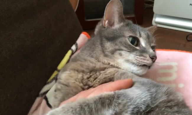 Katze. Quelle: Screenshot YouTube