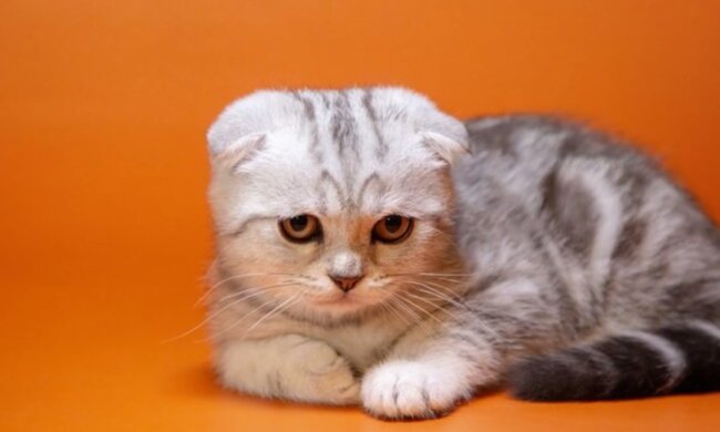 Reinrassiges Kätzchen. Quelle: Screenshot Youtube