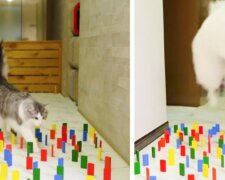 “Katzen gegen Hunde”: Ein Experiment zeigte, welches der Tiere am beweglichsten ist