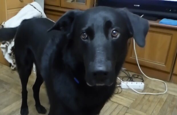 Streunender Hund. Quelle: Screenshot Youtube