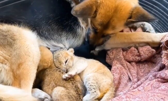 Schäferhündin und Löwenbabys. Quelle: Screenshot Youtube