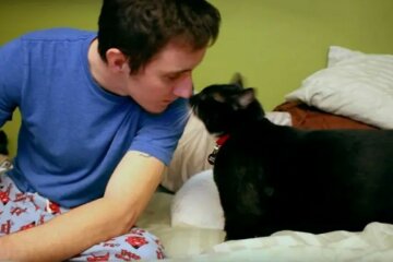 Geschwänzter Verteidiger: eine obdachlose Katze eilte zu dem Mann und rettete ihn
