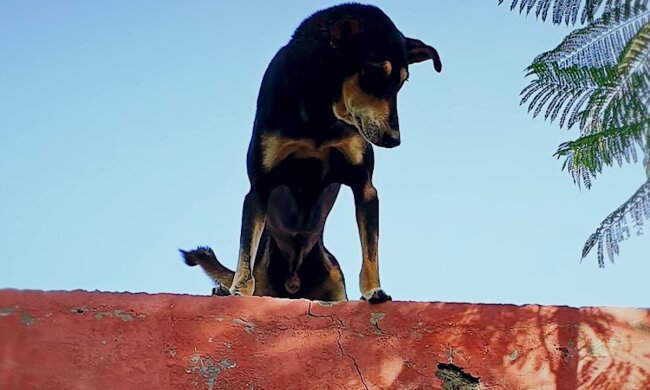 Ein Mann, der an einer unbewohnten Insel vorbeisegelte, bemerkte den Hund und rettete ihn: Das war aber nicht leicht
