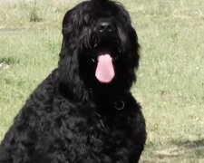 Hund. Quelle: Screenshot YouTube