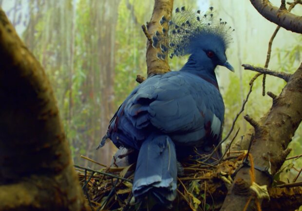 Der "fabelhafte Vogel": die größte und schönste Taube, die kaum vom Pfau zu unterscheiden ist