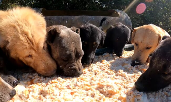 Hunde. Quelle: Youtube Screenshot