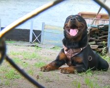 Ein Mann fuhr 600 Kilometer, um einen "bösen" Rottweiler zu treffen, vor dem Menschen Angst hatten