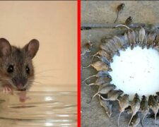 Effektive Wege, um von Mäusen loszuwerden