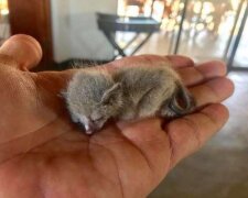 Ein Mann arbeitete zu Hause, als er etwas auf die Couch fallen hörte: und dann hat er ein kleines Tier gefunden