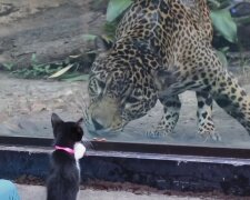 Katze und Gepard. Quelle: YouTube Screenshot