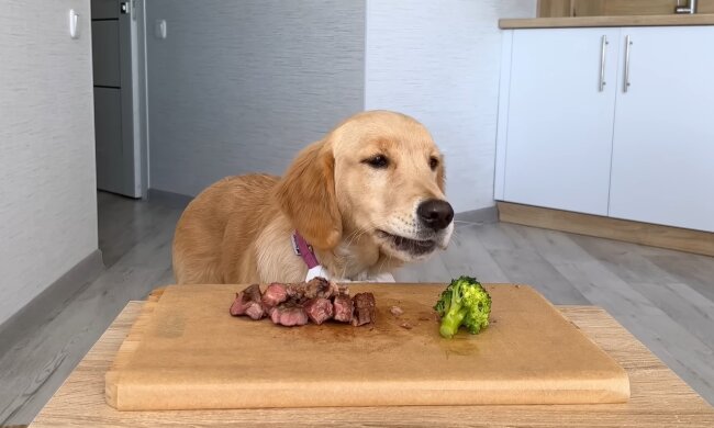 Golden Retriever. Quelle: Youtube Screenshot