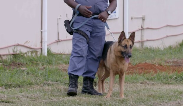 Polizeihund. Quelle: YouTube Screenshot