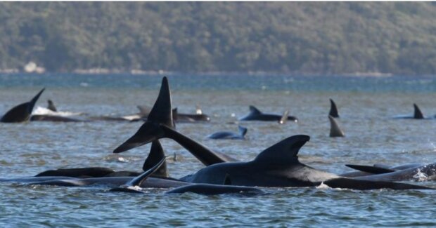 90 Wale verschwanden in der Nähe von Tasmanien, Einzelheiten