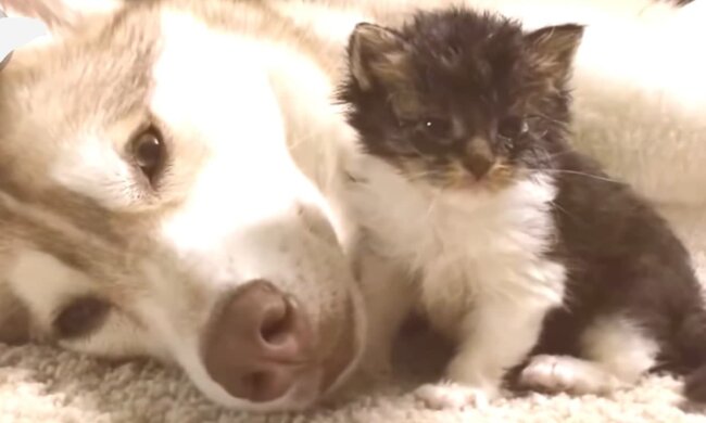 Willkommener Familienzuwachs. Quelle: Screenshot YouTube