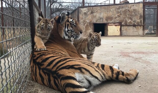 Tigerin mit Babies. Quelle: Youtube Screenshot