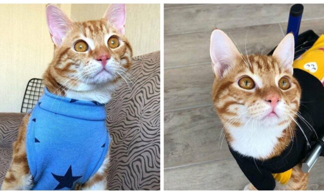 Simba. Quelle: Screenshot