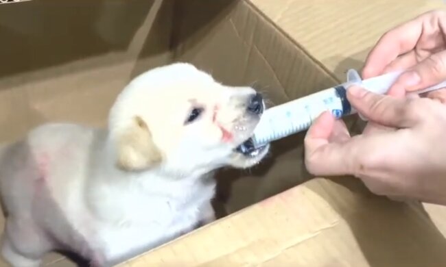 Ein Ehepaar bekam durch Zufall einen neuen Freund. Quelle: Screenshot YouTube