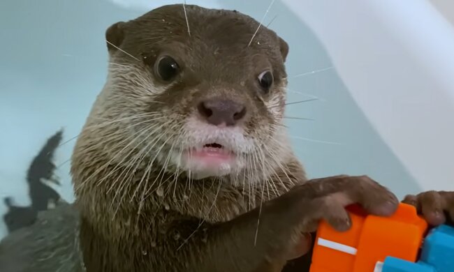 Otter. Quelle: YouTube Screenshot