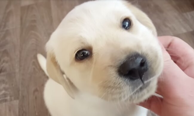 Hündchen. Quelle: Screenshot YouTube