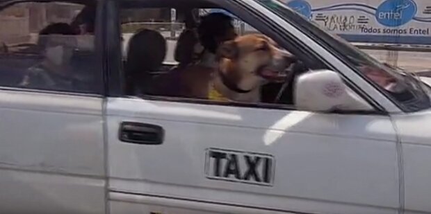"Am Steuer": Ein ehemaliger streunender Hund arbeitet mit dem Besitzer im Taxi