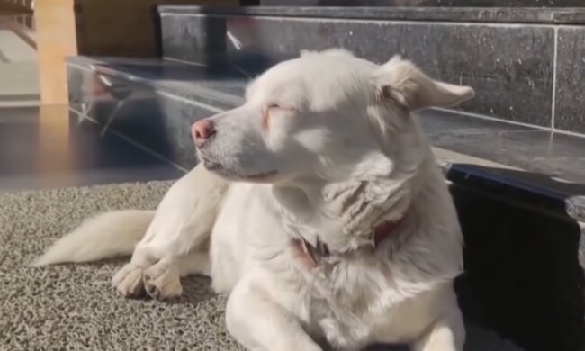 Treuer Hund. Quelle: Screenshot Youtube