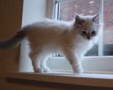 Weiße Katze. Quelle: YouTube Screenshot