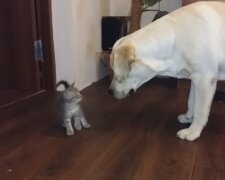 Labrador nahm Kätzchen in seine Obhut. Quelle: Screenshot Youtube