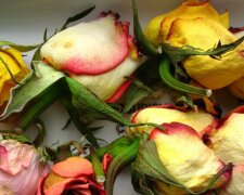 Nach 11 Jahren gemeinsamen Lebens verließ der Ehemann seine Frau. Zwei Jahre später brachten ihre Kinder ihr verwelkte Blumen